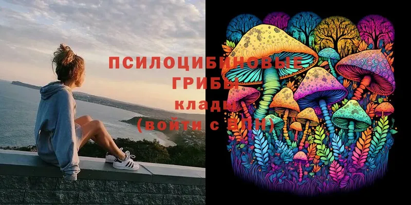 Галлюциногенные грибы Psilocybe  Краснокамск 